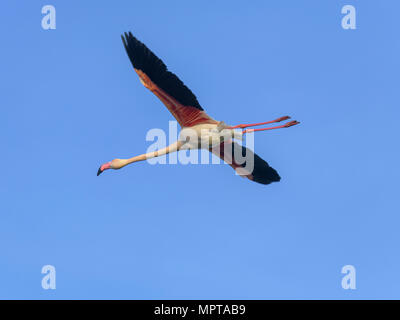 Mehr Flamingo (Phoenicopterus Roseus), Fliegen in blauer Himmel, Comacchio, Emilia-Romagna, Italien Stockfoto