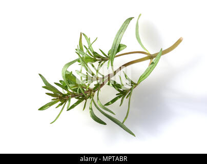 Sommer, Bohnenkraut Satureja hortensis, Stockfoto