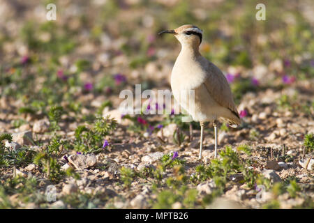 Cremefarbene Renner (Cursorius Cursor), steht auf steinigem Boden, Fuerteventura, Kanarische Inseln, Kanarische Inseln Stockfoto