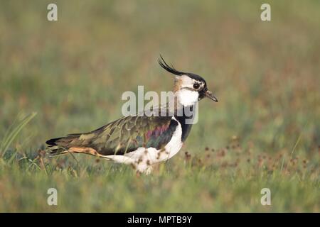 Northern Kiebitz (Vanellus vanellus) steht im Gras, Texel, Niederlande Stockfoto
