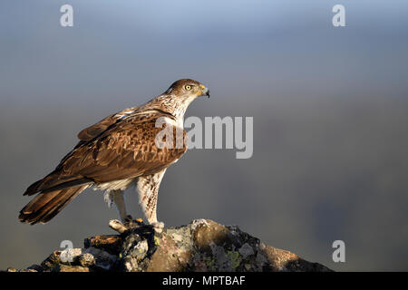 Bonelli's Eagle (Aquila fasciata) mit erfassten Kaninchen, Extremadura, Spanien Stockfoto