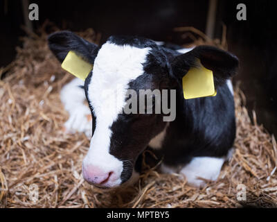 Sehr junge schwarze und weiße Kalb mit großen, gelben Ohrmarken, die earlies im Stroh Stockfoto