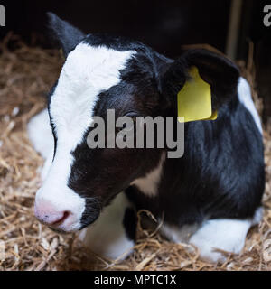 Sehr junge schwarze und weiße Kalb mit großen, gelben Ohrmarken, die earlies im Stroh Stockfoto