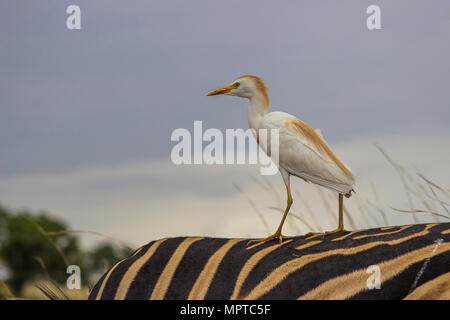 Kuhreiher reiten auf einem Zebra zurück Stockfoto