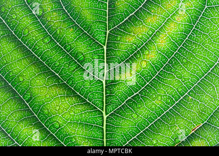 Blatt: Nahaufnahme der Unterseite / Rückseite eines leuchtend grünen Birkenblattes, hinten beleuchtet, mit Wassertropfen und Adern. Gut für den Computerhintergrund. Stockfoto