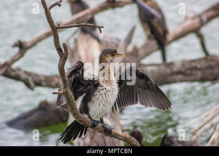 Afrikanische Darter sitzen auf einem Ast mit ausgebreitet Flügel Stockfoto