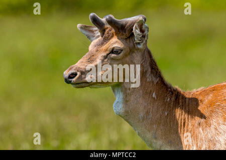 Rudel Damwild (Dama Dama) im Frühjahr an Margan Parc Port Talbot South Wales UK Stockfoto