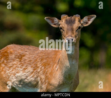 Rudel Damwild (Dama Dama) im Frühjahr an Margan Parc Port Talbot South Wales UK Stockfoto