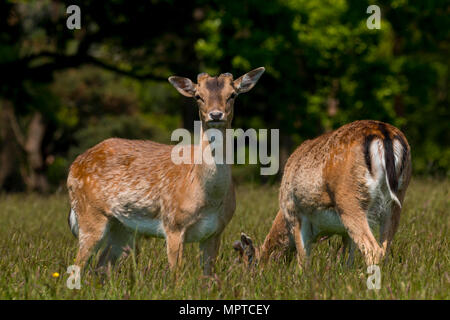 Rudel Damwild (Dama Dama) im Frühjahr an Margan Parc Port Talbot South Wales UK Stockfoto