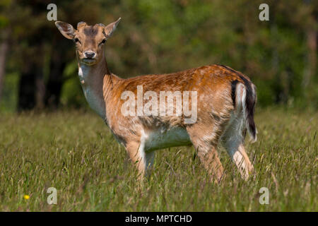 Rudel Damwild (Dama Dama) im Frühjahr an Margan Parc Port Talbot South Wales UK Stockfoto