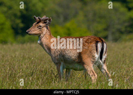 Rudel Damwild (Dama Dama) im Frühjahr an Margan Parc Port Talbot South Wales UK Stockfoto