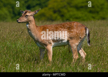 Rudel Damwild (Dama Dama) im Frühjahr an Margan Parc Port Talbot South Wales UK Stockfoto