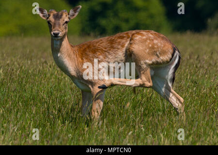 Rudel Damwild (Dama Dama) im Frühjahr an Margan Parc Port Talbot South Wales UK Stockfoto