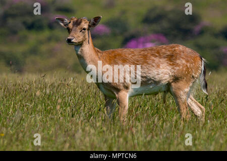Rudel Damwild (Dama Dama) im Frühjahr an Margan Parc Port Talbot South Wales UK Stockfoto