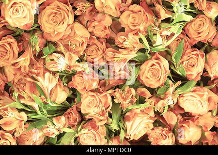 Weich ausgewachsenen zarte Rosen als neutraler Hintergrund. Horizontale Stockfoto