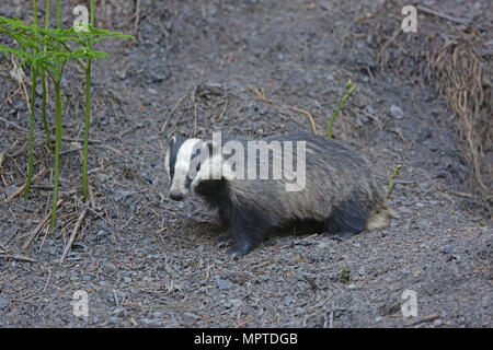 Dachs aus einem Pflasterstein im Forest of Dean Stockfoto