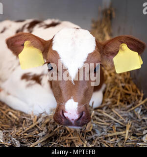 Sehr junge rote und weiße Kalb mit großen Augen liegt im Stroh in der Scheune Stockfoto