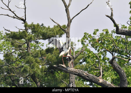 Weißstorch hoch auf den Bäumen im Nest Weißstorch hoch auf den Bäumen im Nest Stockfoto