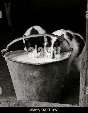 Zwei Katzen trinken Milch aus einem Eimer, 1946-1980. Artist: John Gay. Stockfoto