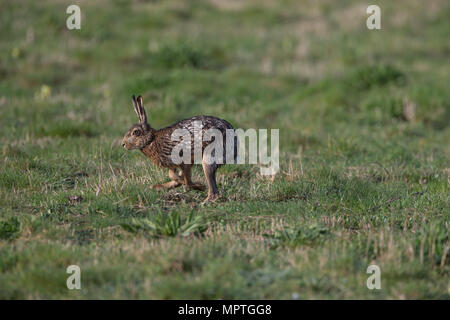 Ein nasser männlichen Feldhase (Lepus europaeus) folgt der Geruch weg eines weiblichen, über eine Wiese auf einem Bauernhof in Norfolk, England. Stockfoto