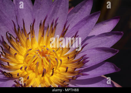 Eine Nahaufnahme einer Lotusblume mit gelben Staubblättern und violetten Blüten. Stockfoto