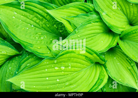 Frisches Grün Hosta Werk verlässt nach dem Regen mit Wassertropfen. Botanischer Natur Hintergrund. Hintergrundbild Plakat Vorlage. Naturkosmetik Wellness Stockfoto