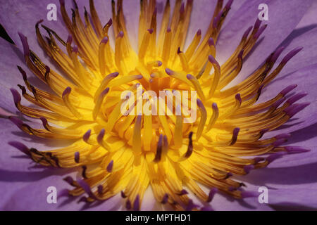 Eine Nahaufnahme einer Lotusblume mit gelben Staubblättern und violetten Blüten. Stockfoto