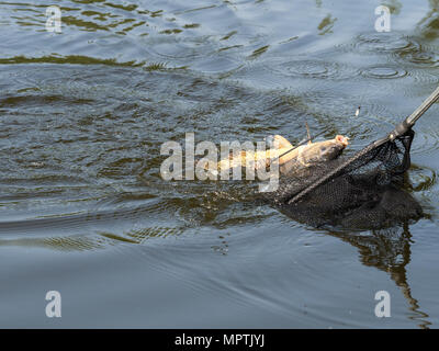 Karpfen Kescher nur vom Wasser aufgefangen Stockfoto