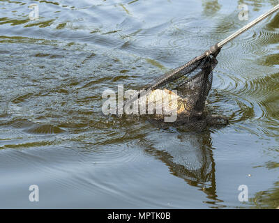Karpfen Kescher nur vom Wasser aufgefangen Stockfoto