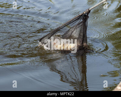 Karpfen Kescher nur vom Wasser aufgefangen Stockfoto