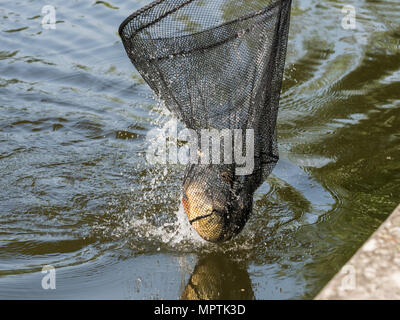 Karpfen Kescher nur vom Wasser aufgefangen Stockfoto