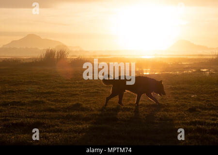 Deutscher Schäferhund wandern in den frühen Morgenstunden im sommer wiese. Stockfoto