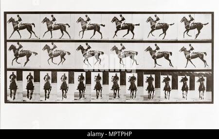 Pferd und Reiter, Platte 621 aus tierischen Fortbewegung, 1887 (Foto) Stockfoto