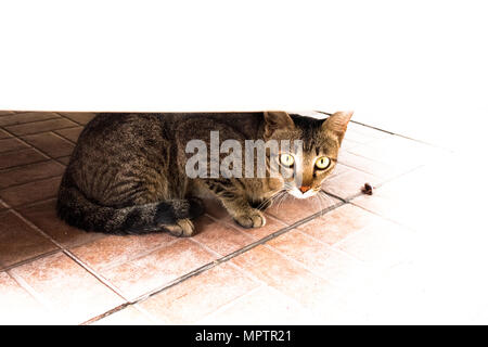 Portrait von Brown Eyed tabby Katze auf Hintergrund isoliert Stockfoto