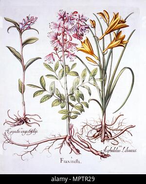 Dittany, Weiße Waldvögelein und Gelb Tag Lily, von "Hortus Eystettensis", die von Basilius Besler (1561-16 Stockfoto