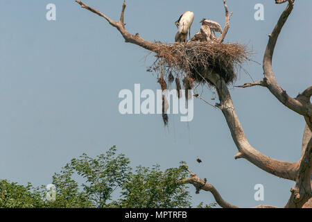 Jabiru nach Stork (Jabiru Mycteria) und Nachkommen Küken im Nest im Pantanal, Mato Grosso, Brasilien, mit Crested oropendola (Psarocolius decumanus Stockfoto