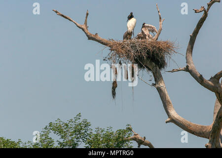 Jabiru nach Stork (Jabiru Mycteria) und Nachkommen Küken im Nest im Pantanal, Mato Grosso, Brasilien, mit Crested oropendola (Psarocolius decumanus Stockfoto