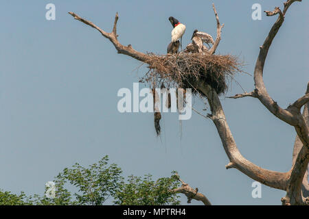 Jabiru nach Stork (Jabiru Mycteria) und Nachkommen Küken im Nest im Pantanal, Mato Grosso, Brasilien, mit Crested oropendola (Psarocolius decumanus Stockfoto