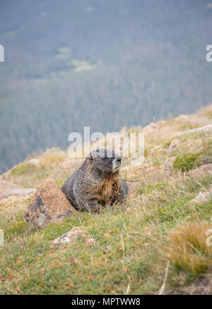 Yellow Bellied Marmot auf der Seite eines Berges im Rocky Mountain National Park, Colorado. Stockfoto