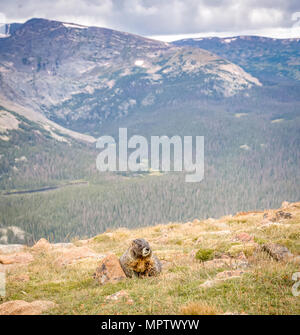 Yellow-bellied Marmot im Rocky Mountain National Park mit Bergen im Hintergrund. Stockfoto