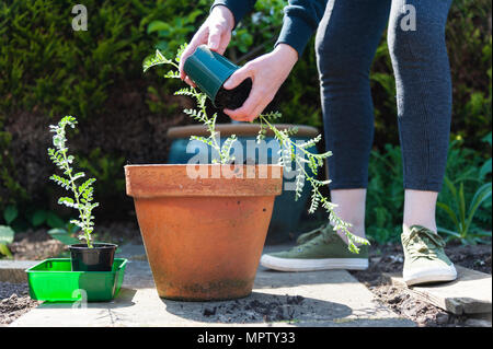 Aussaat Kichererbsen Sämlinge. Stockfoto