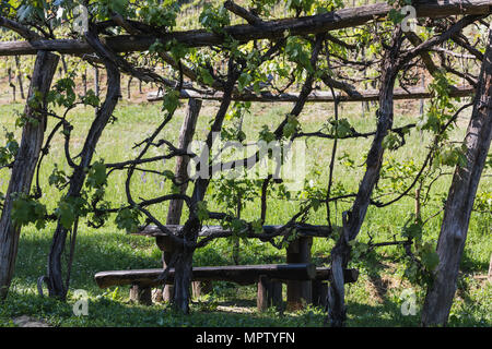 Holzbank unter einem Schutz von Bäumen im Wald Schweiz Stockfoto