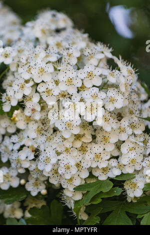 Detaillierte Nahaufnahme eines Wayfaring Baum oder viburnum Lantana Schweiz Stockfoto