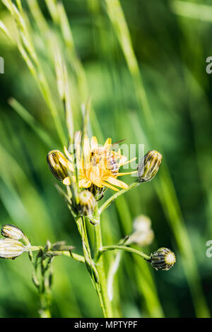 Nahaufnahme eines busy bee sammeln Honig Schweiz Stockfoto