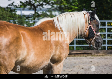 Braunes Pferd mit weißer Mähne stehen ausserhalb der Schweiz Stockfoto