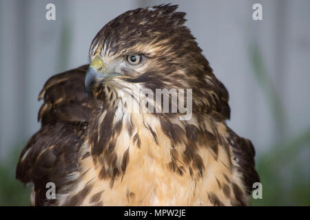 Juvenile Red Tail Hawk (Buteo Jamaicensis) ist ein Raubvogel in Nordamerika. Alberta Greifvögel Foundation, Coaldale, Alberta, Kanada. Stockfoto