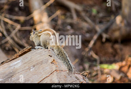 Klasse in der Nähe der Rückseite der Eichhörnchen auf einem Holz in einem indischen Zoo Stockfoto