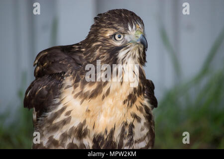 Juvenile Red Tail Hawk (Buteo Jamaicensis) ist ein Raubvogel in Nordamerika. Alberta Greifvögel Foundation, Coaldale, Alberta, Kanada. Stockfoto