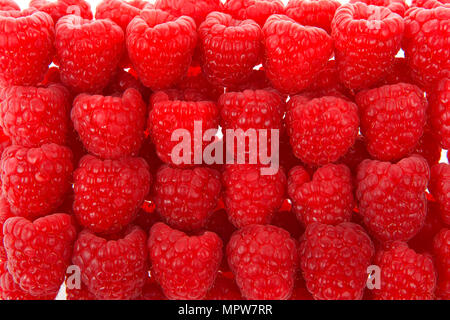 Frische rote Himbeeren aufgereiht in einer Reihe, in der Nähe Stockfoto