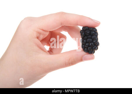Junge weibliche kaukasischen Hand eine große Frische reife Boysenbeere, auf weißem Hintergrund. Stockfoto